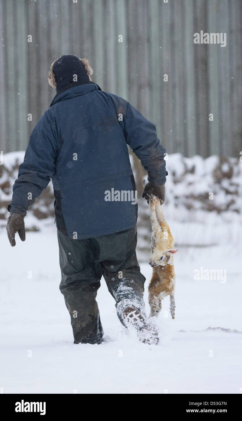 Contea di Durham Regno Unito. 23 marzo 2013 nonostante le condizioni meteorologiche avverse, questo è stato l'unico agnello perso negli ultimi due giorni di nevicate. Credit: David Forster / Alamy Live News Foto Stock