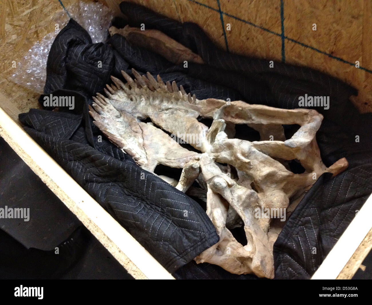 Il quasi scheletro completo di un Tirannosauro Bataar dinosauro incamerata a noi immigrazione e dogane Esecuzione indagini speciali agenti Dicembre 31, 2005 a New York. Lo scheletro di è stata saccheggiata dal deserto del Gobi in Mongolia e sarà il rimpatrio. Foto Stock