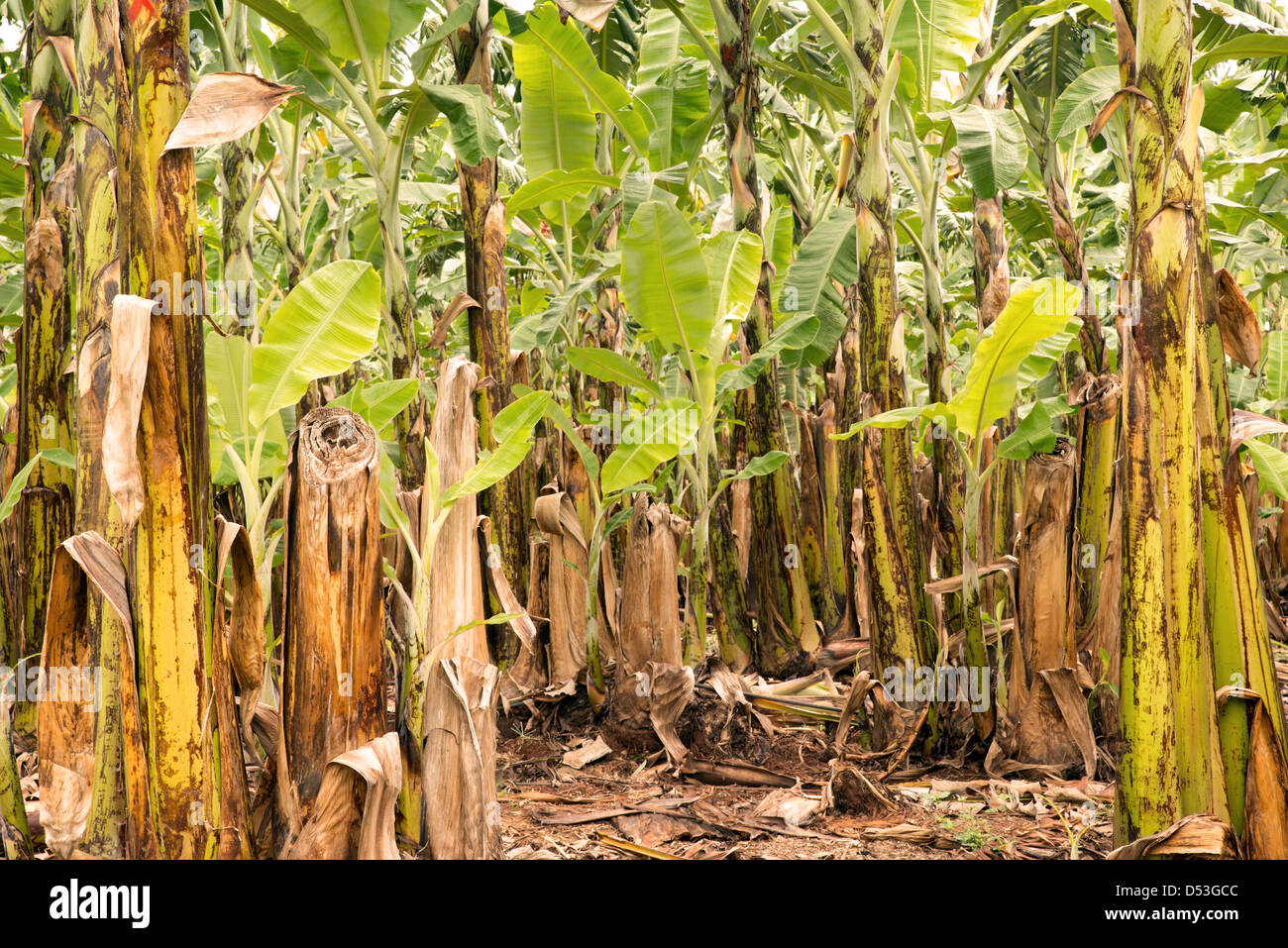Piantagione di banane nei pressi di Mareeba Aeroporto, estremo Nord Queensland, Australia Foto Stock