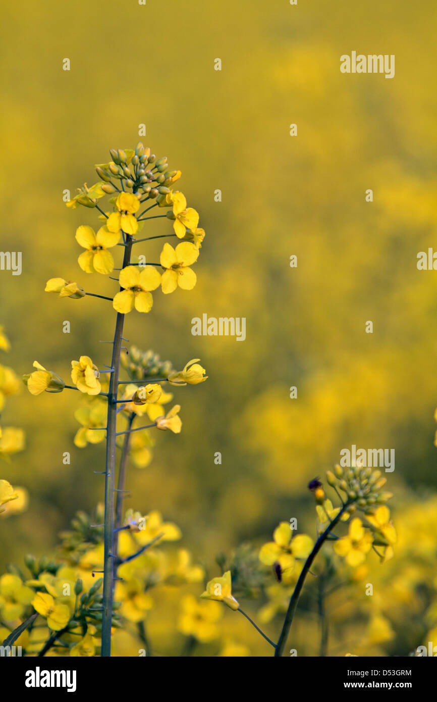 Semi di colza (Brassica napus) Foto Stock