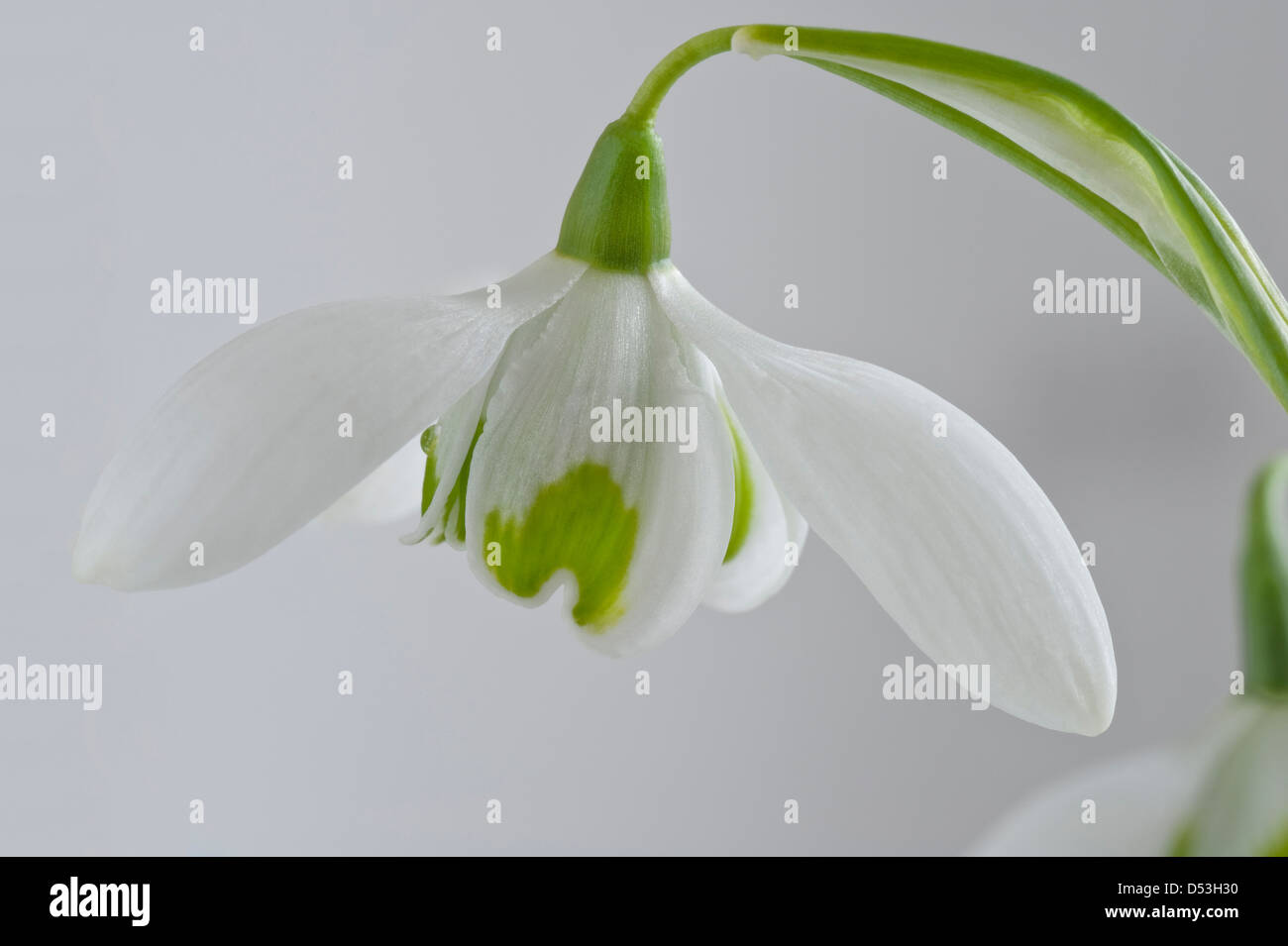 Doppia (snowdrop Galanthus 'Ofelia') è un Greatorex ibrido tra G. nivalis e G. plicatus, fiori da giardino dello Yorkshire Regno Unito Foto Stock