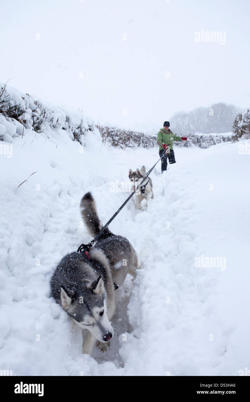 Donna di essere tirato come lei cammina i suoi due cani husky in molto neve profonda nella rurale Flintshire vicino al villaggio di Lixwm nel Galles del Nord dopo una recente nevicata nella zona Foto Stock