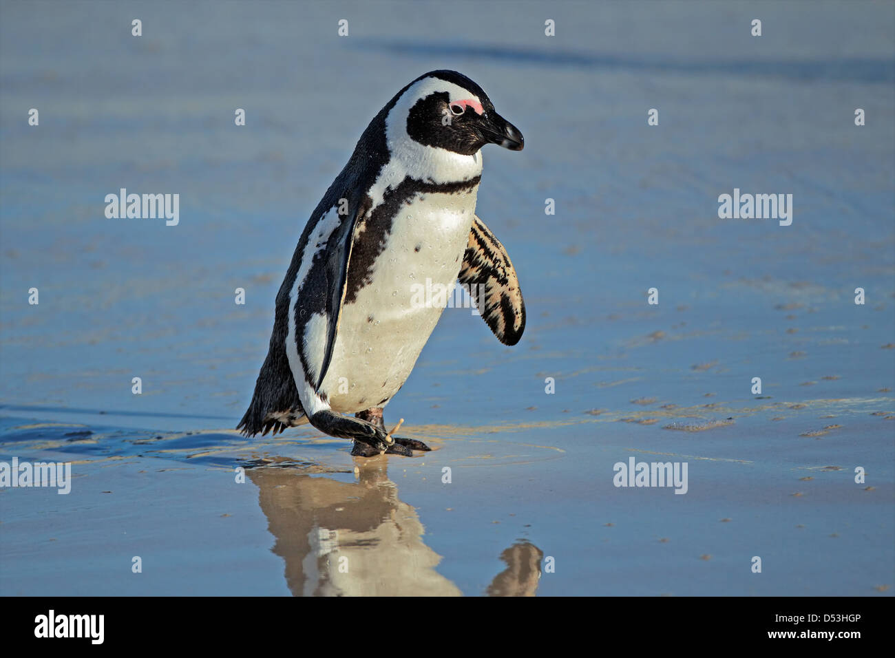 Pinguino africano (Spheniscus demersus) sulla spiaggia, Western Cape, Sud Africa Foto Stock