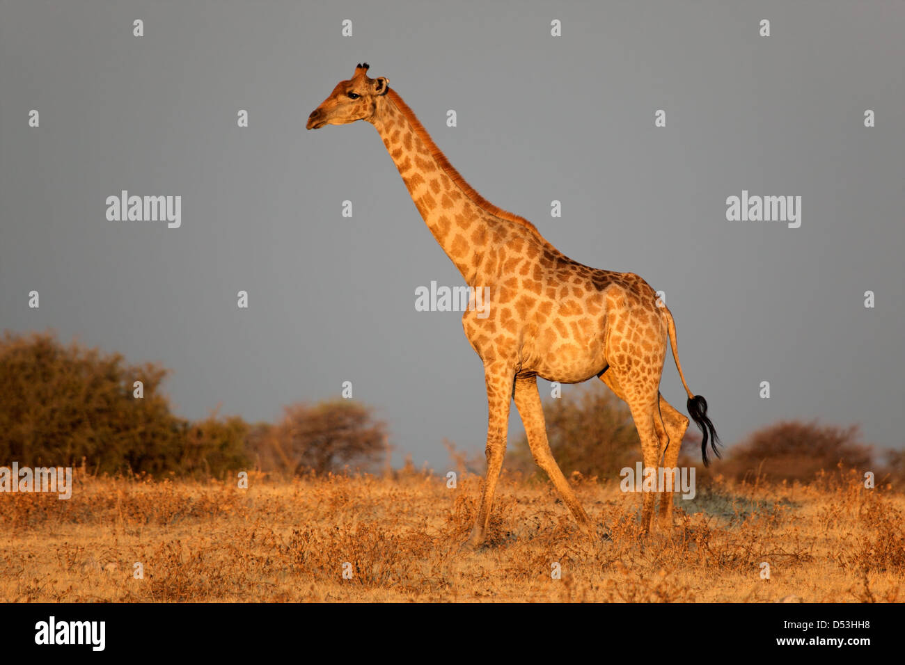 Giraffe (Giraffa camelopardalis) nel tardo pomeriggio di luce, il Parco Nazionale di Etosha, Namibia Foto Stock