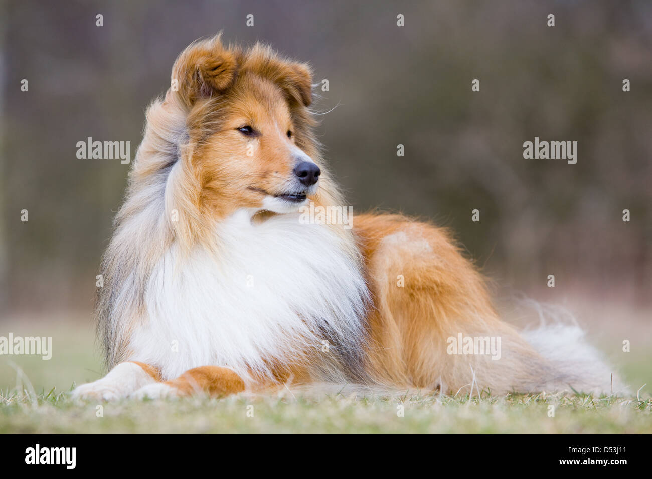 Un Shetland Sheepdog anche sapere come Sheltie o miniaturizzati Collie, fotografata al di fuori nella campagna inglese. Foto Stock