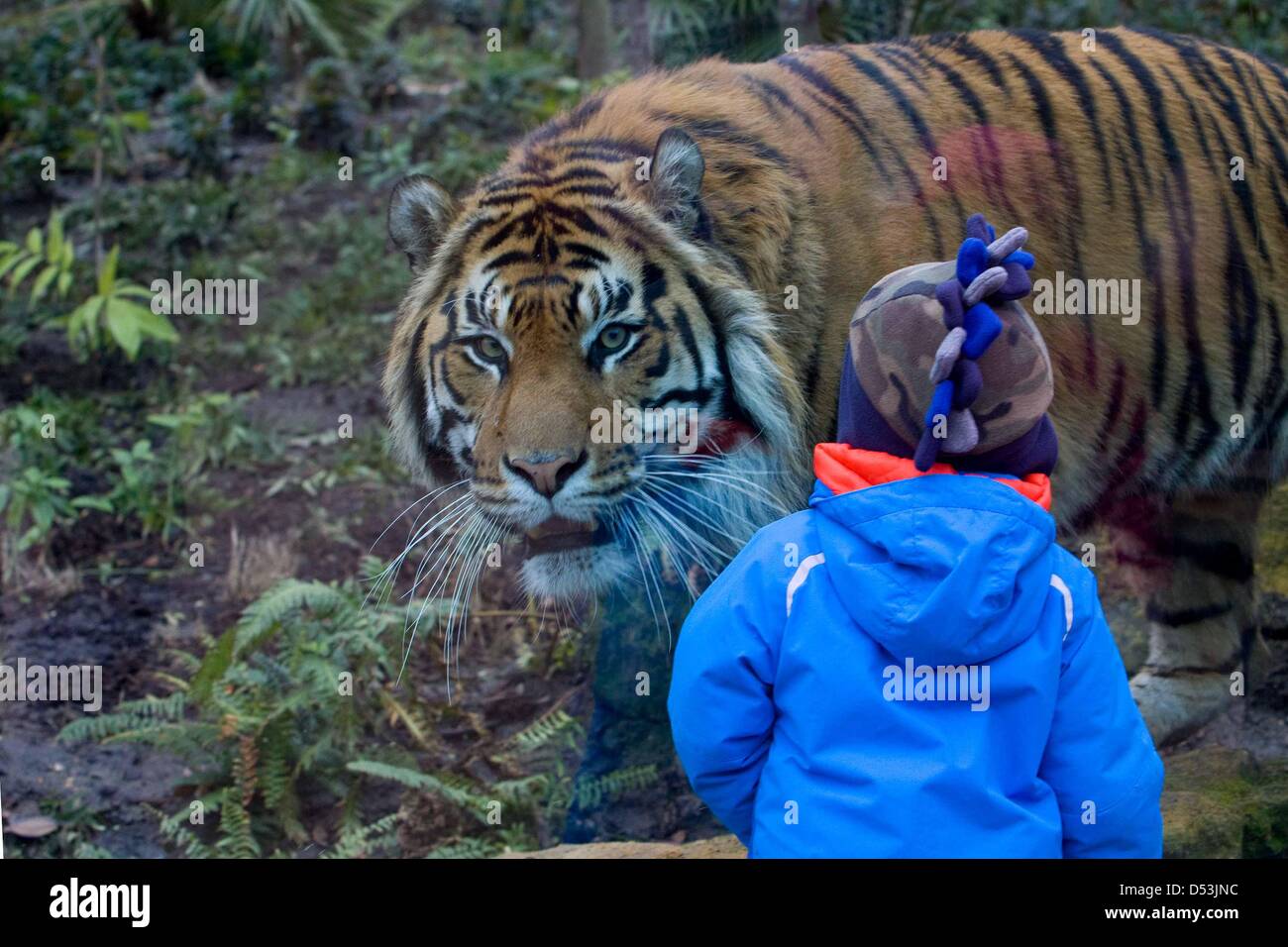 Nuova tiger territorio aperto in London Zoo. nuovo tiger territorio aperto da Prince Philip presso lo Zoo di Londra. tiger, Londra, lo zoo di animali selvatici, Foto Stock