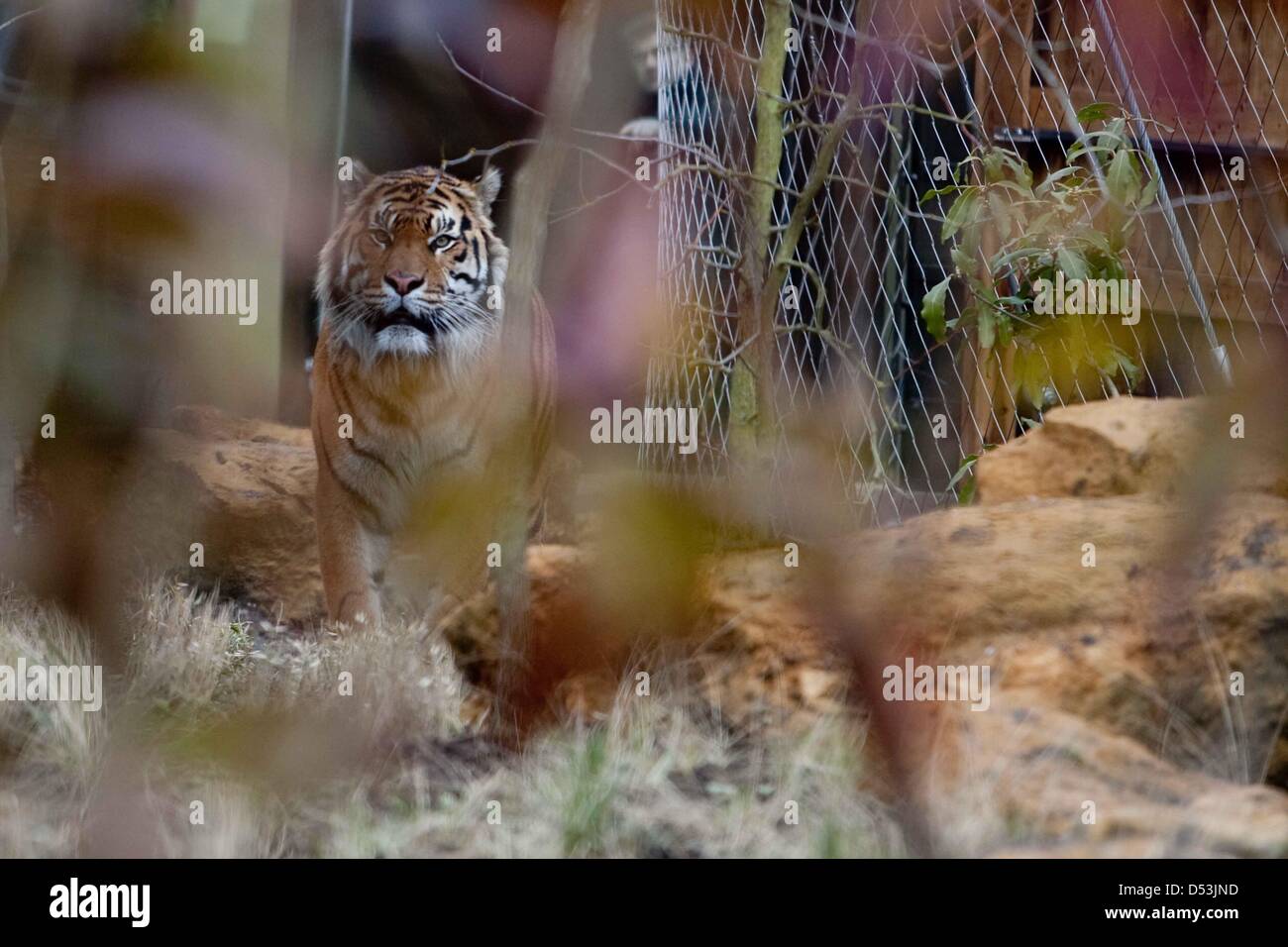 Nuova tiger territorio aperto in London Zoo. nuovo tiger territorio aperto da Prince Philip presso lo Zoo di Londra. Foto Stock