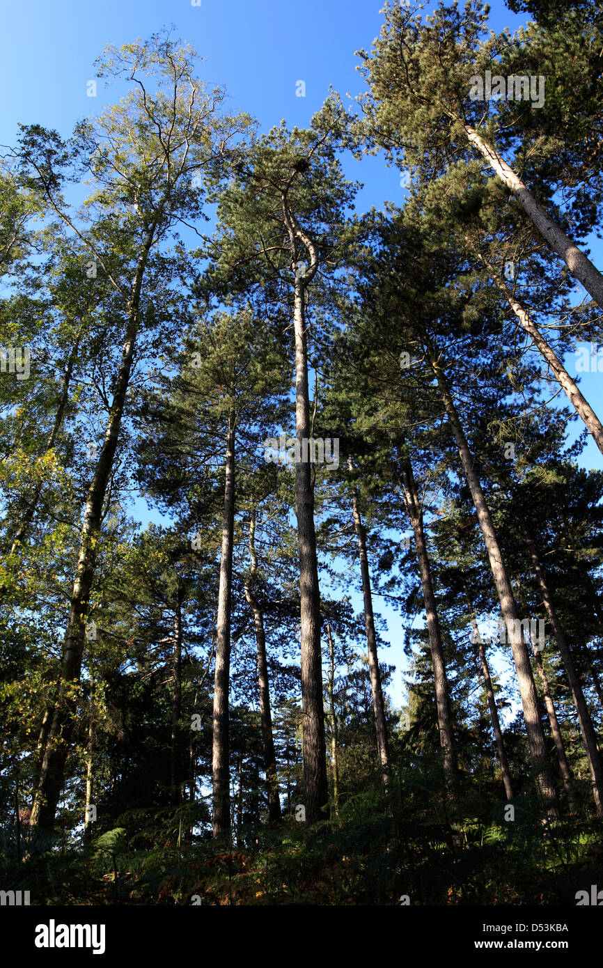 Colori di Primavera, pini, New Forest, Hampshire, Inghilterra, Regno Unito Foto Stock