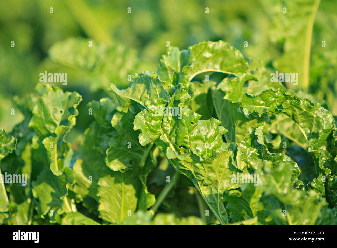 La barbabietola da zucchero coltivata Beta vulgaris Foto Stock