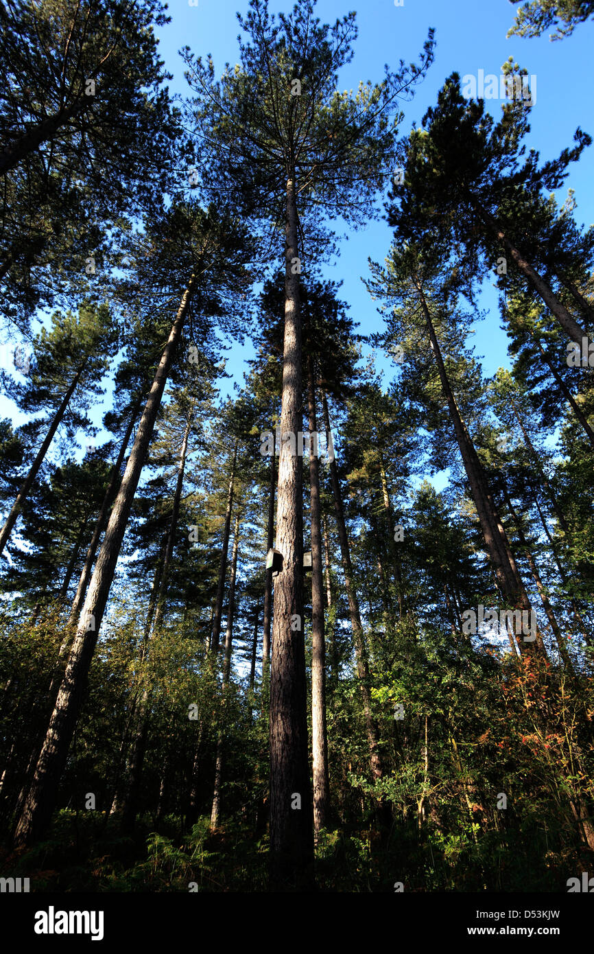 Colori di Primavera, pini, New Forest, Hampshire, Inghilterra, Regno Unito Foto Stock