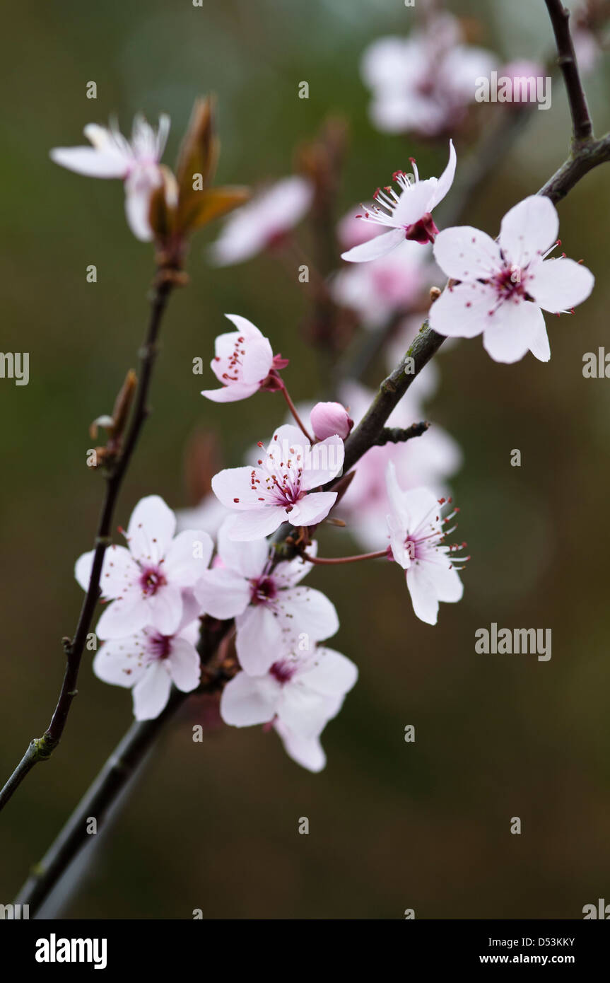 PRUNUS CERASIFERA NIGRA close-up di fiori Foto Stock