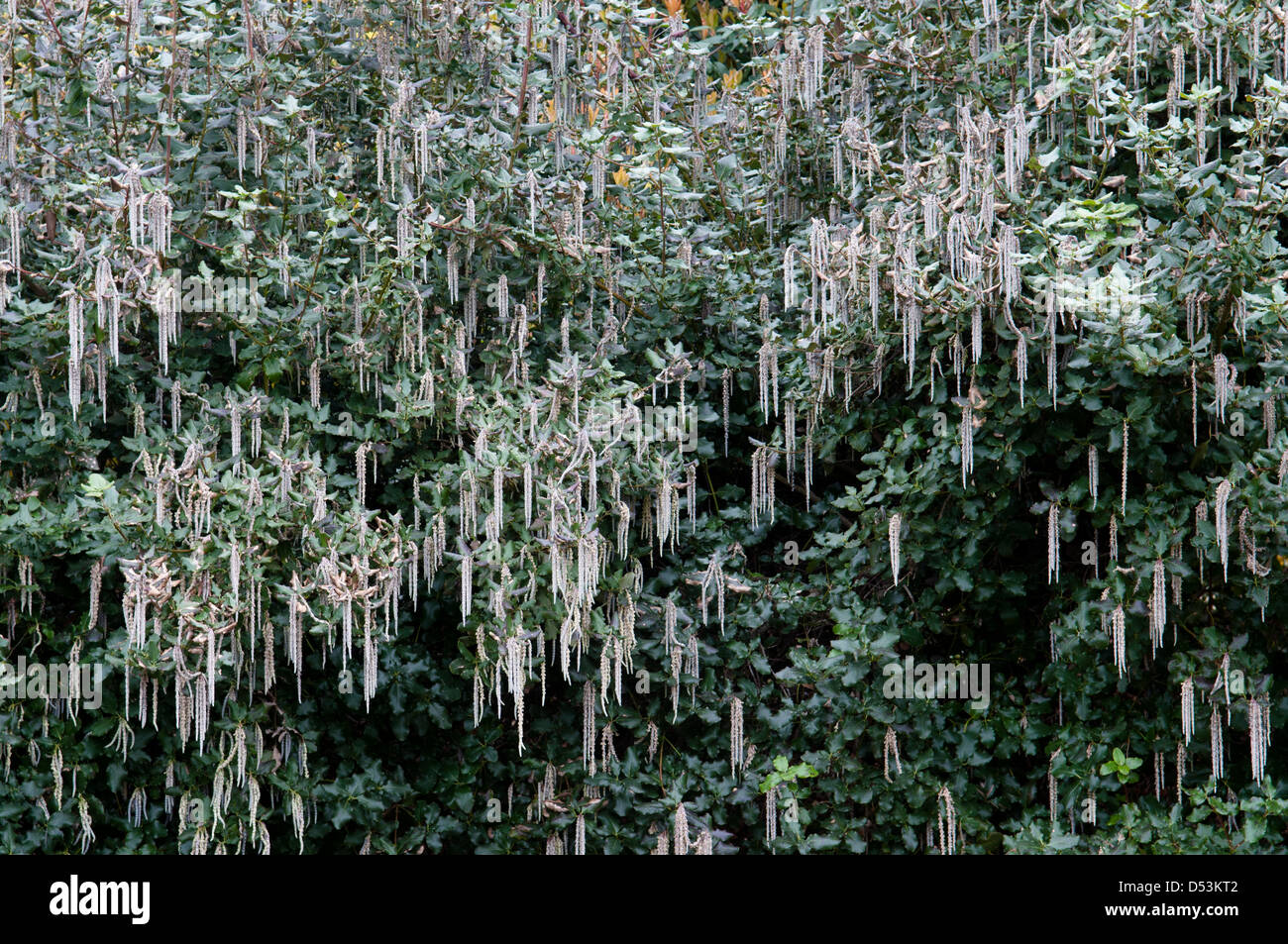 GARRYA ELLIPTICA Foto Stock