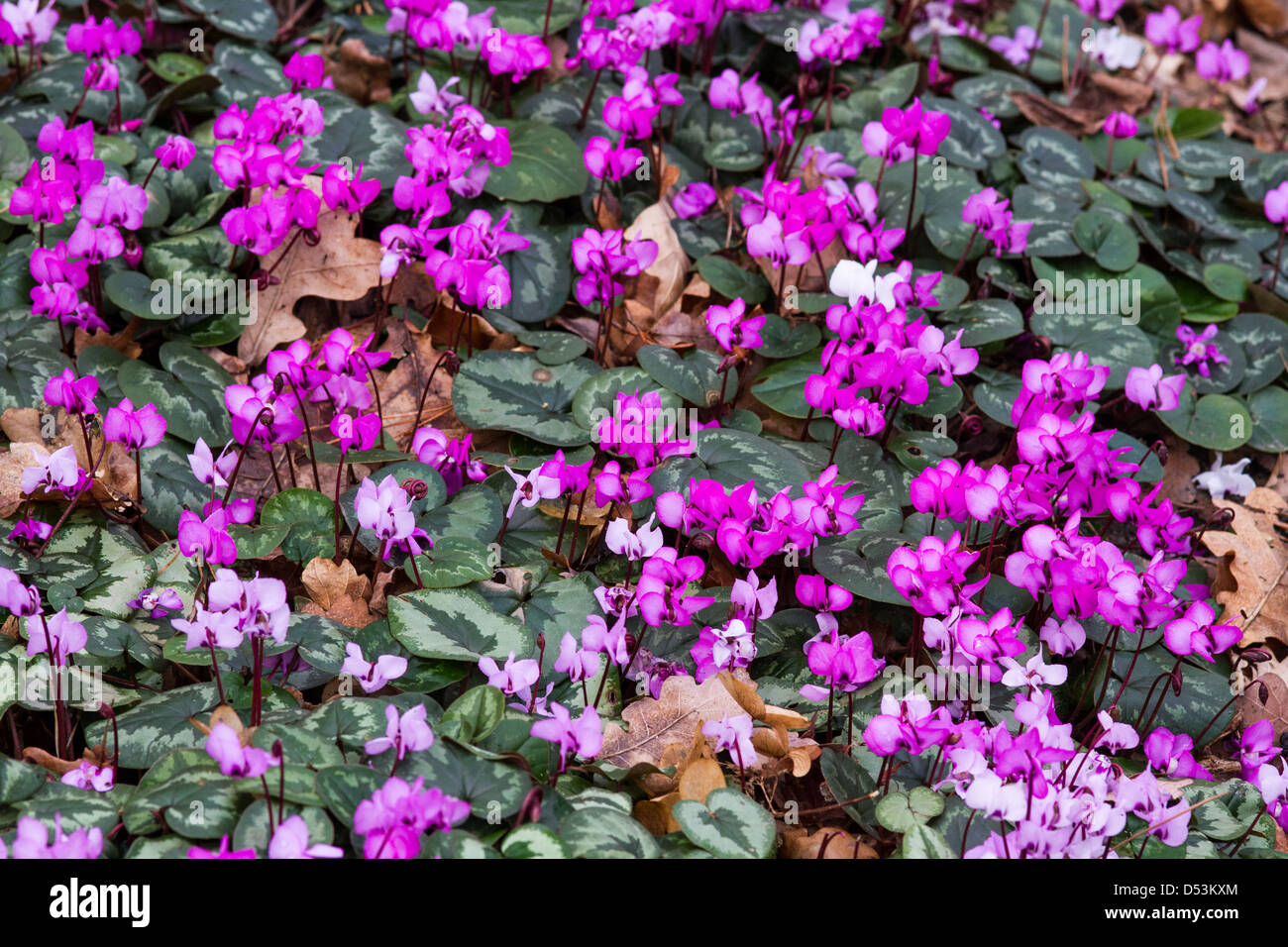 Cyclamen Coum Foto Stock