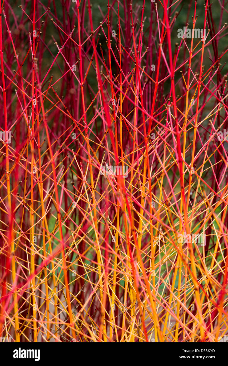 Cornus sanguinea Midwinter Fire Foto Stock
