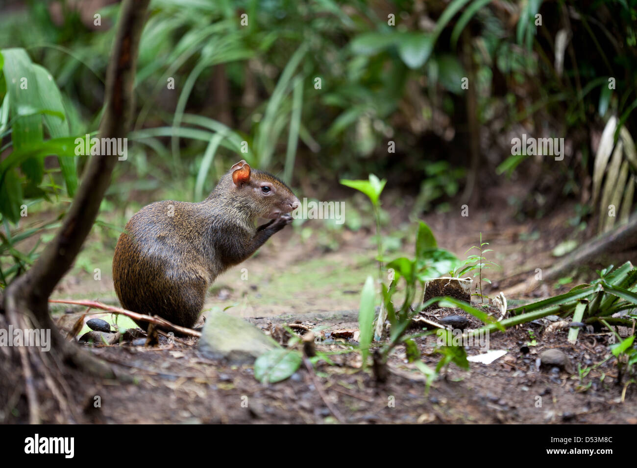 Agouti, sci.name; Dasyprocta punctata, nella foresta pluviale del Parco nazionale di Soberania, Repubblica di Panama. Foto Stock