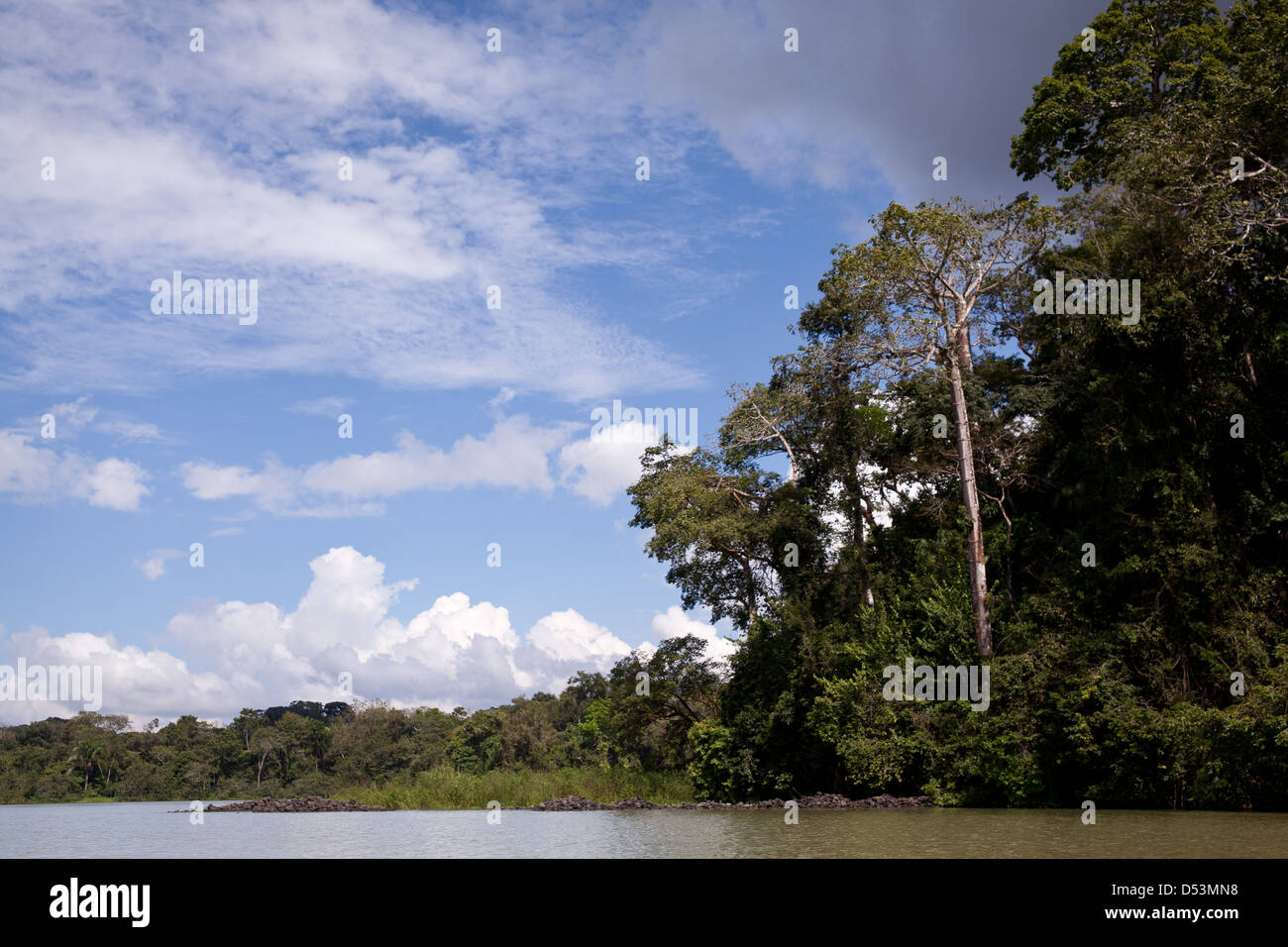 La foresta pluviale sul lato est del canale di Panama, provincia di Panama, Repubblica di Panama. Foto Stock