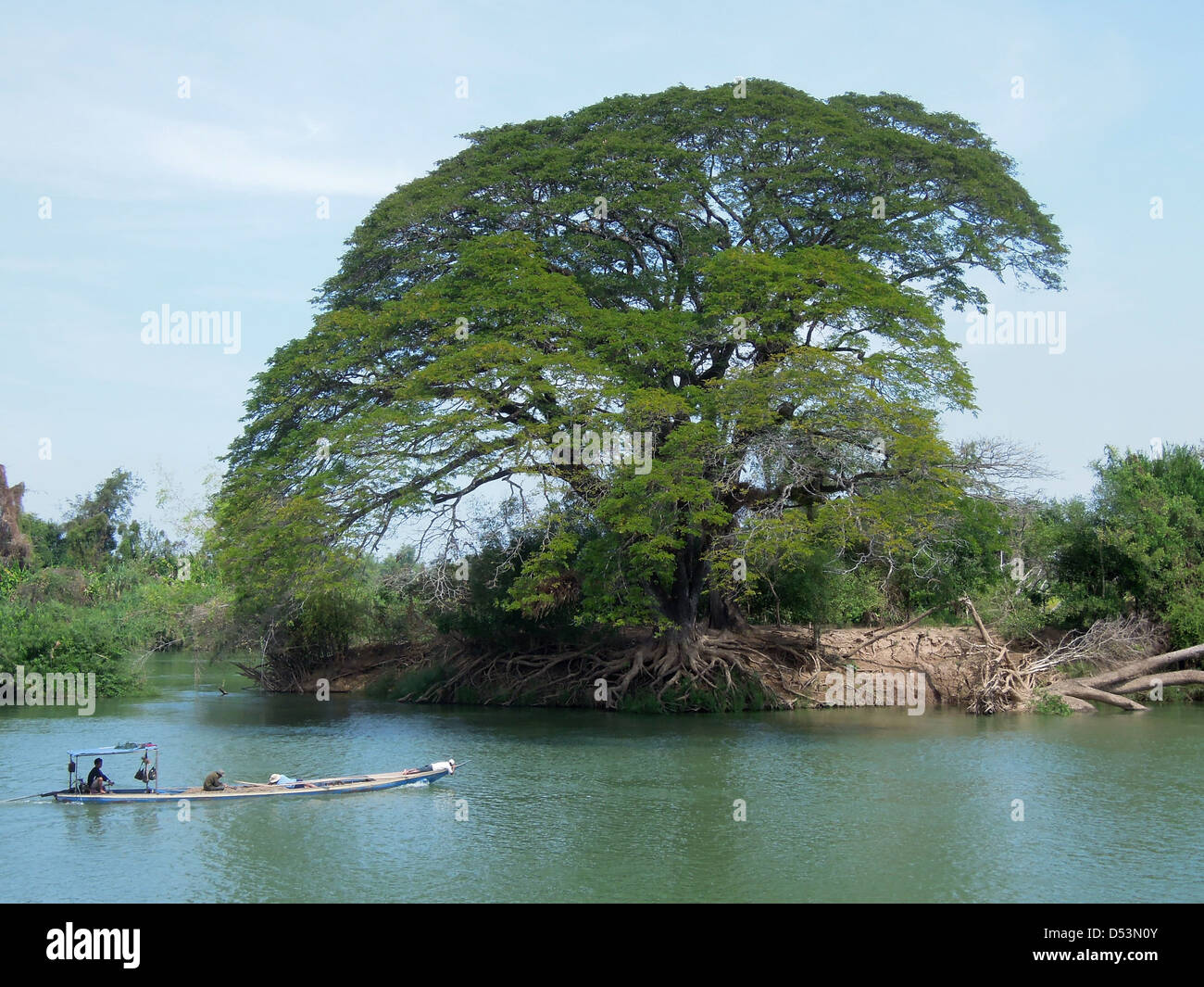 Albero sul fiume Mekong a Don Det isola su Laos Foto Stock