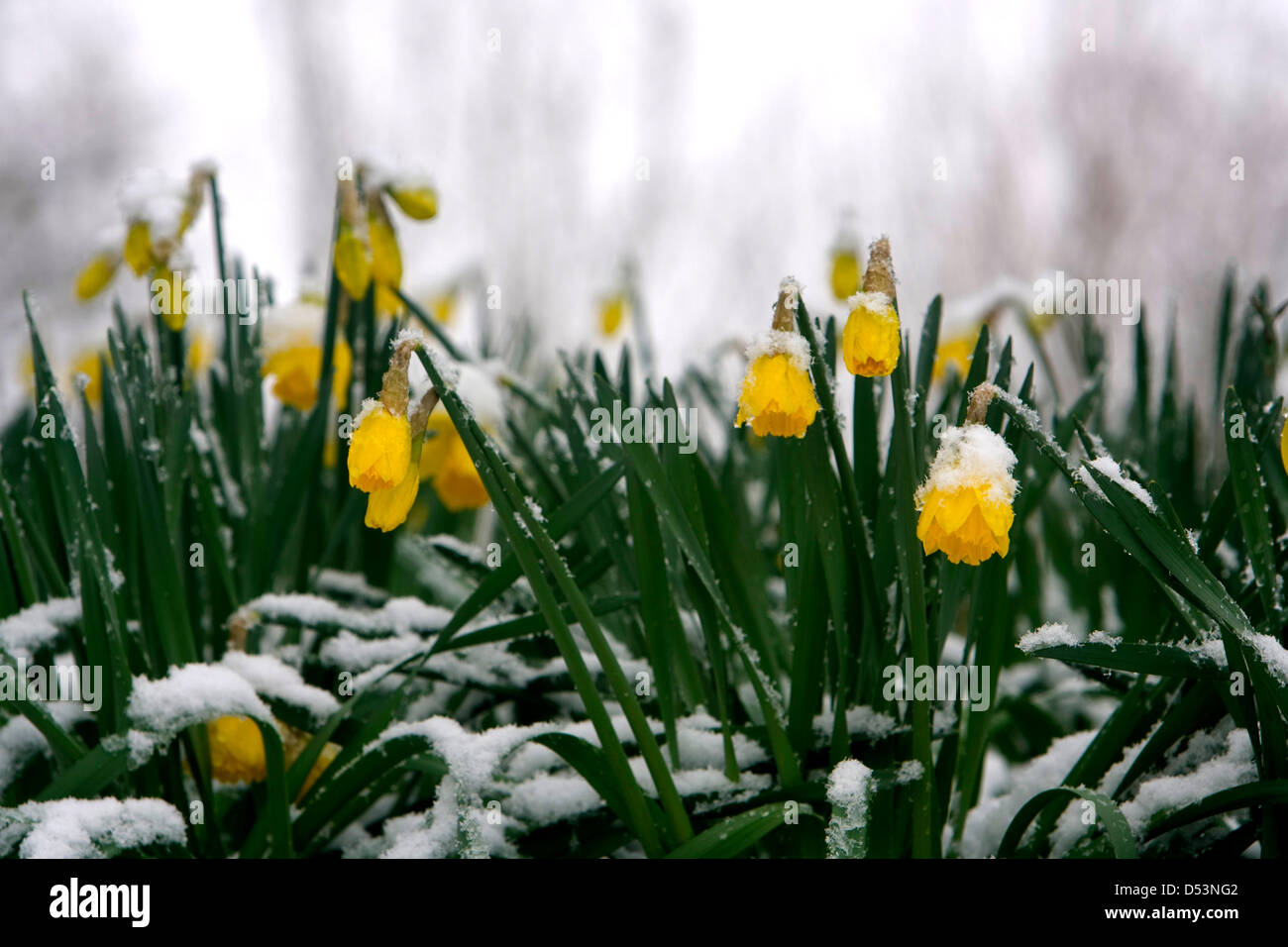 Molla, 2013. I narcisi in fiore in Shropshire sono coperti con una spolverata di neve. Queste condizioni atmosferiche sono tipici segni di riscaldamento globale. Foto: Richard Franklin. Foto Stock