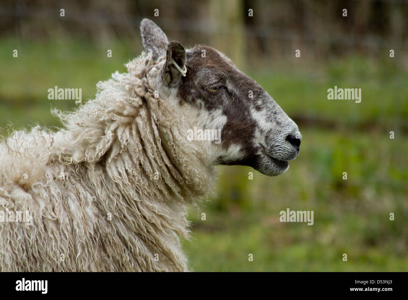 Una pecora continua a vegliare su di lei gli agnelli in una fattoria di Somerset Foto Stock