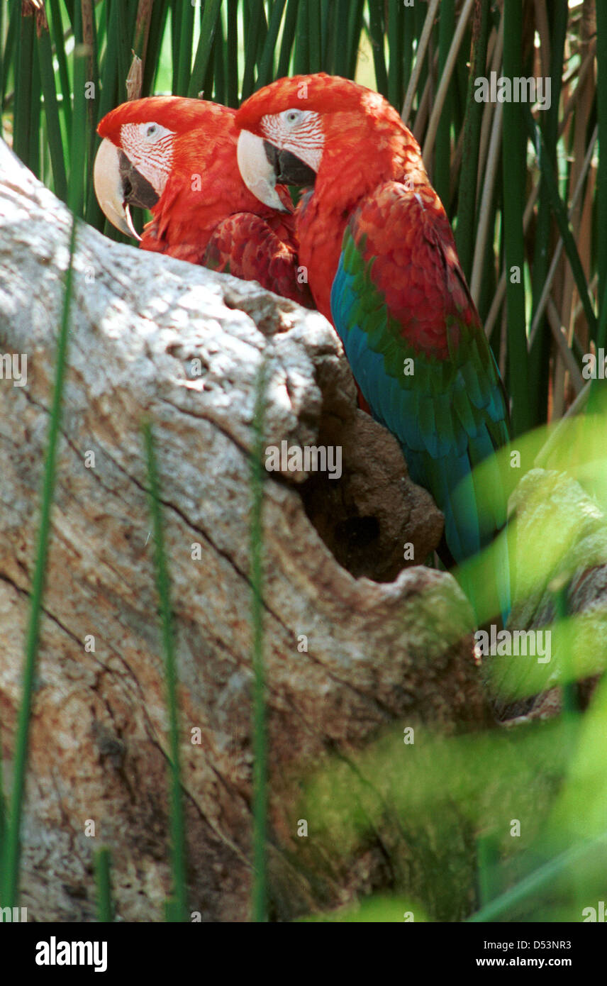 Macaw Nuovo Mondo pappagalli disambiguazione, macaws lunga coda colorata, Macaw nativa per il Messico, vero pappagalli, Foto Stock