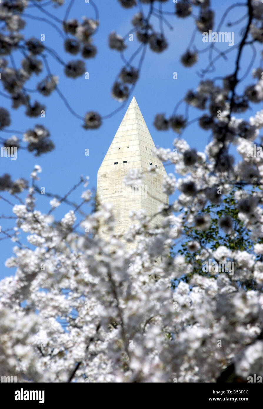 Il Monumento a Washington con molla fiori ciliegio sul bacino di marea di Washington DC, STATI UNITI D'AMERICA, Foto Stock
