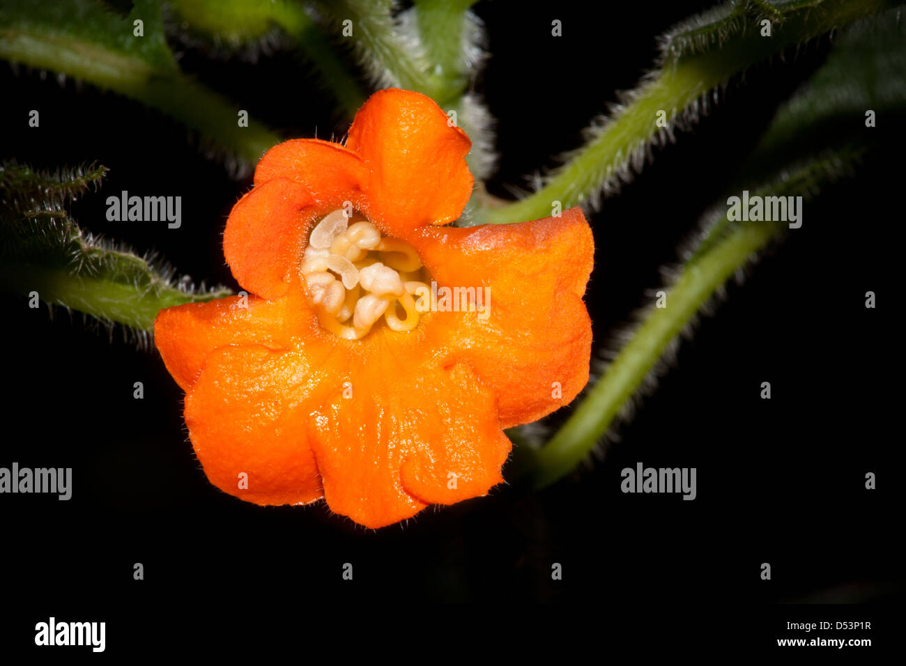 Fiore di arancia in La Amistad national park, Chiriqui provincia, Repubblica di Panama. Foto Stock