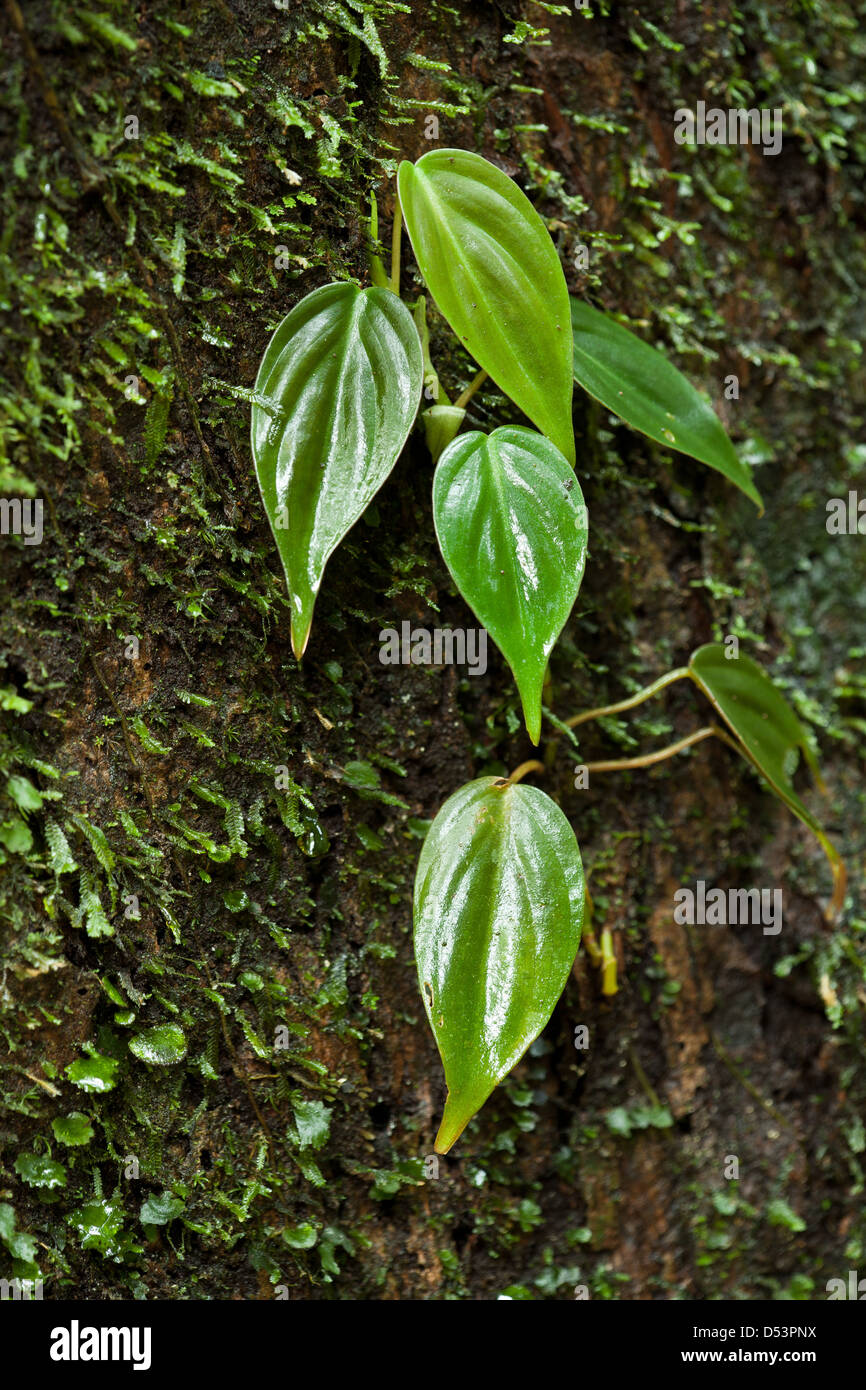 Bella la formazione di foglie che crescono su un albero nella foresta pluviale del Parco nazionale di Soberania, provincia di Panama, Repubblica di Panama. Foto Stock