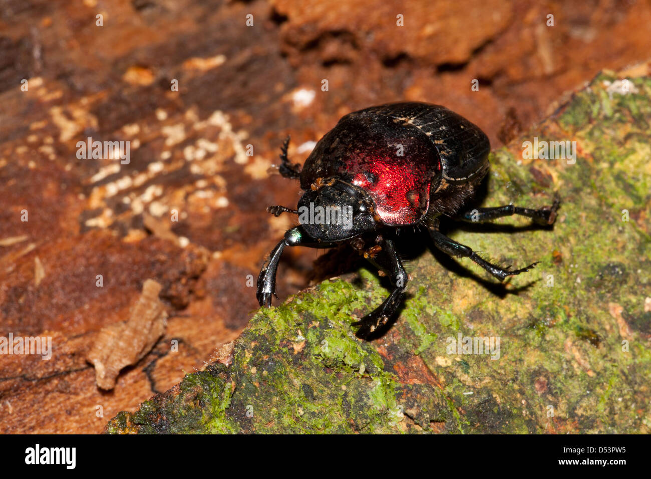 Rosso e nero beetle nella foresta pluviale a Burbayar riserva naturale, provincia di Panama, Repubblica di Panama. Foto Stock