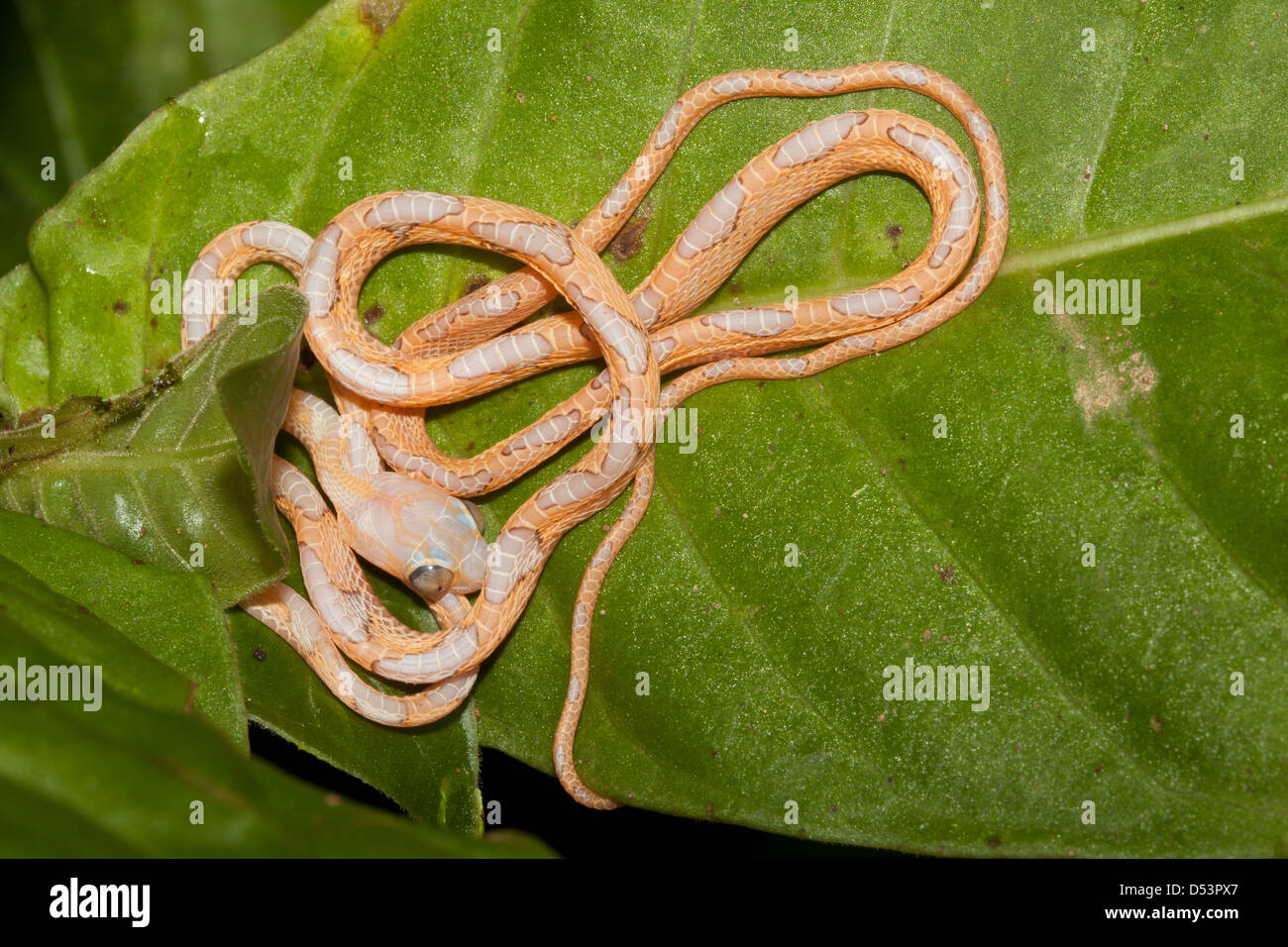 Panama fauna selvatica con un serpente che gioca morto, trovato su una foglia nella foresta pluviale della riserva naturale di Burbayar, provincia di Panama, Repubblica di Panama. Foto Stock