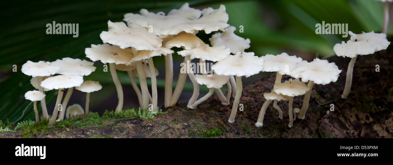 Panoramica Foto macro di fungo nella foresta pluviale nel Burbayar riserva naturale, provincia di Panama, Repubblica di Panama. Foto Stock