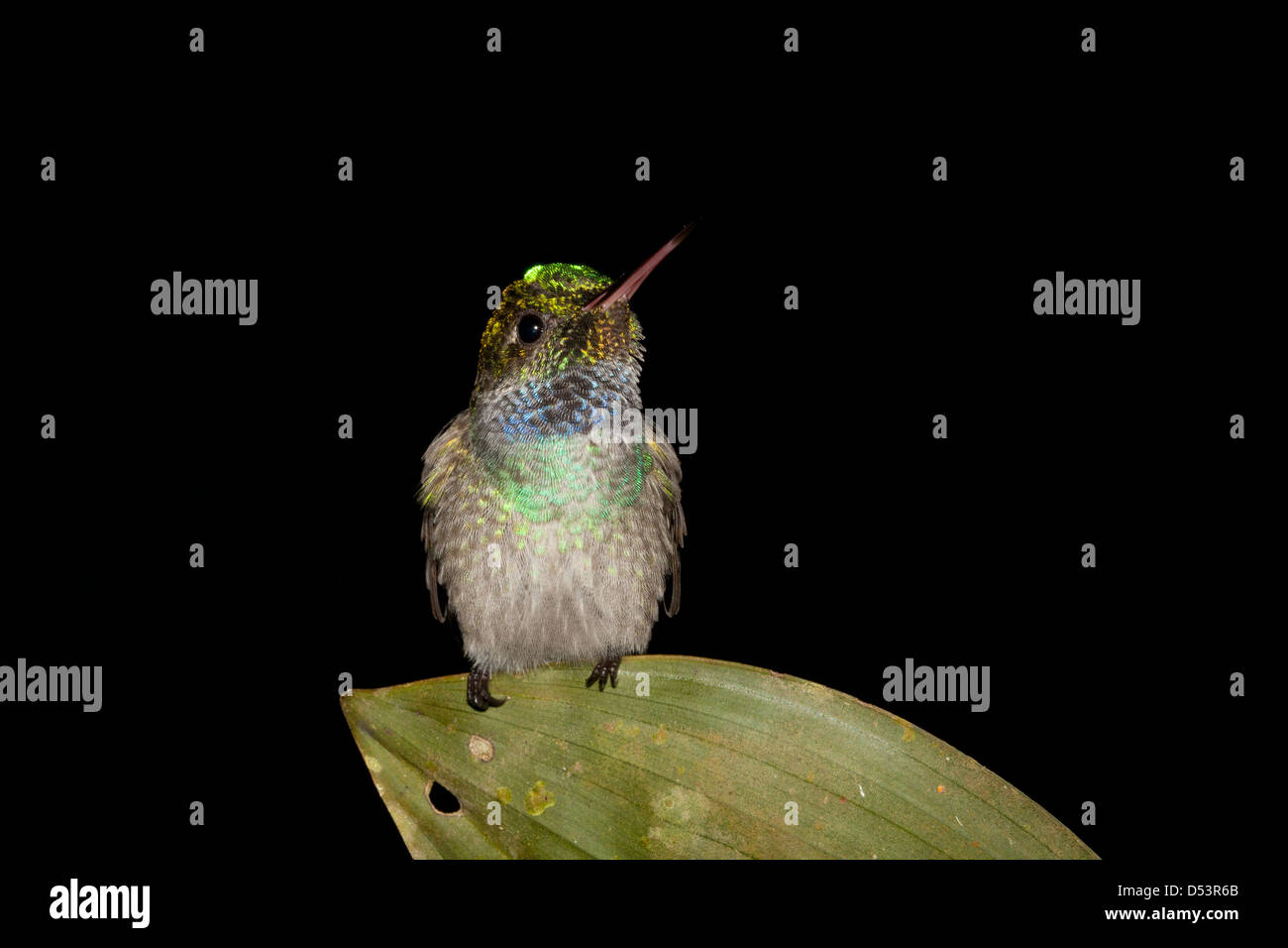 Fauna selvatica di Panama con colibrì di colore blu, Amazilia amablis, a Burbayar, provincia di Panama, Repubblica di Panama, America Centrale. Foto Stock