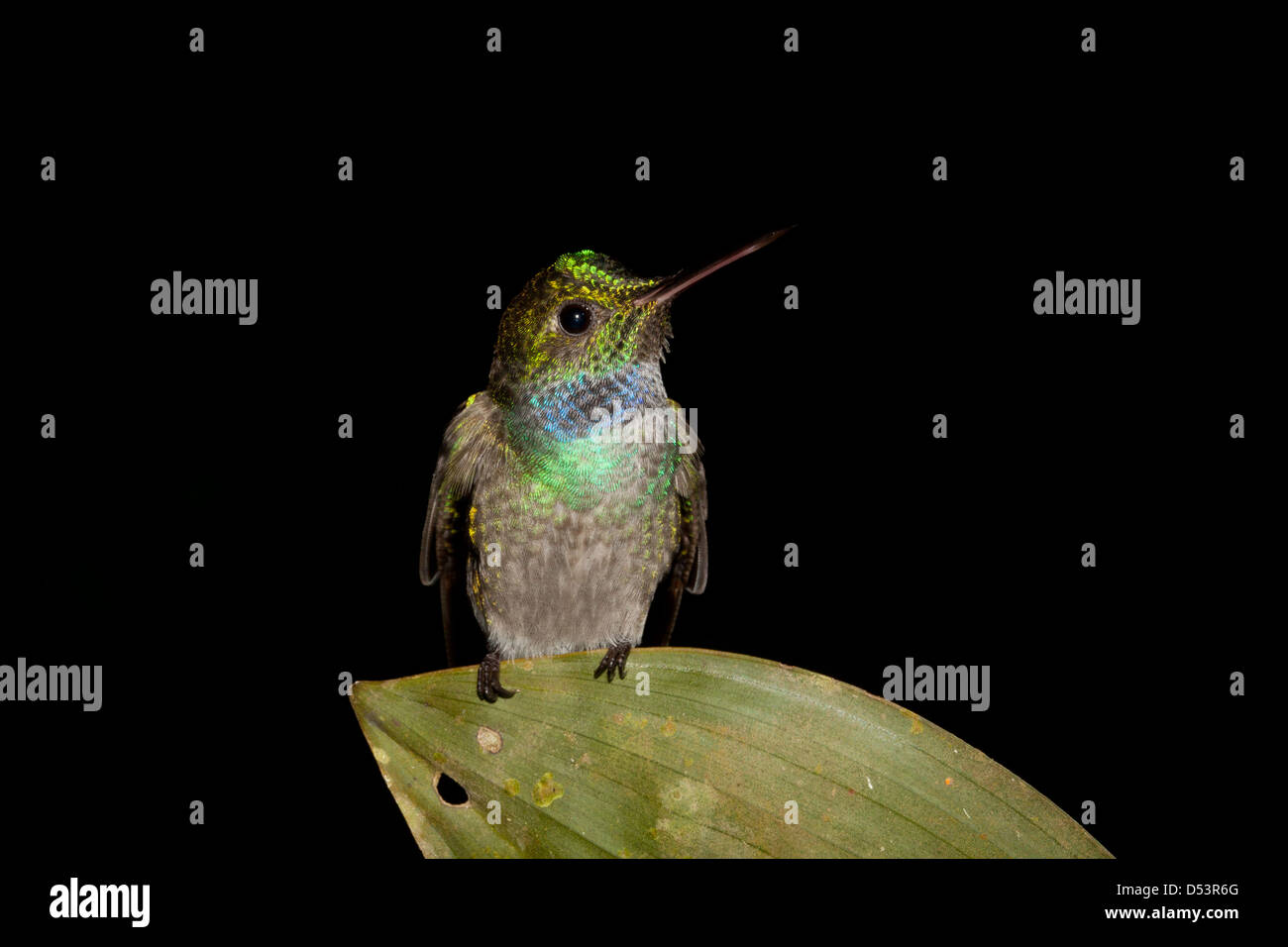 Fauna selvatica di Panama con colibrì di colore blu, Amazilia amablis, a Burbayar, provincia di Panama, Repubblica di Panama, America Centrale. Foto Stock