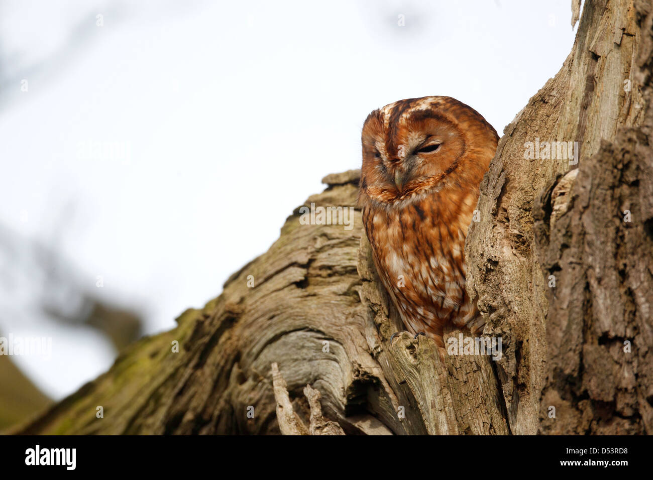 Allocco Strix aluco, singolo uccello sono ' appollaiati in vecchio albero, Warwickshire, Marzo 2013 Foto Stock