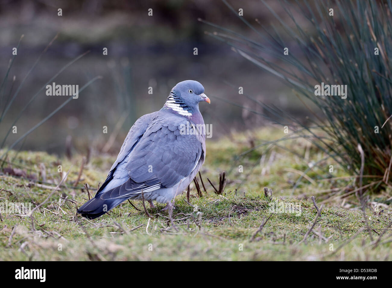 Colombaccio Columba palumbus, singolo uccello sul pavimento, Warwickshire, Marzo 2013 Foto Stock