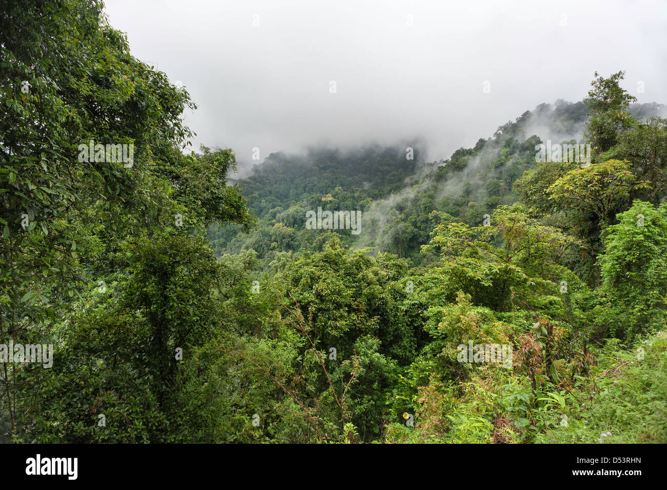 La foresta vergine è avvolta nella nebbia in alta montagna della western Arunachal Pradesh vicino alla città di Dirang, India. Foto Stock