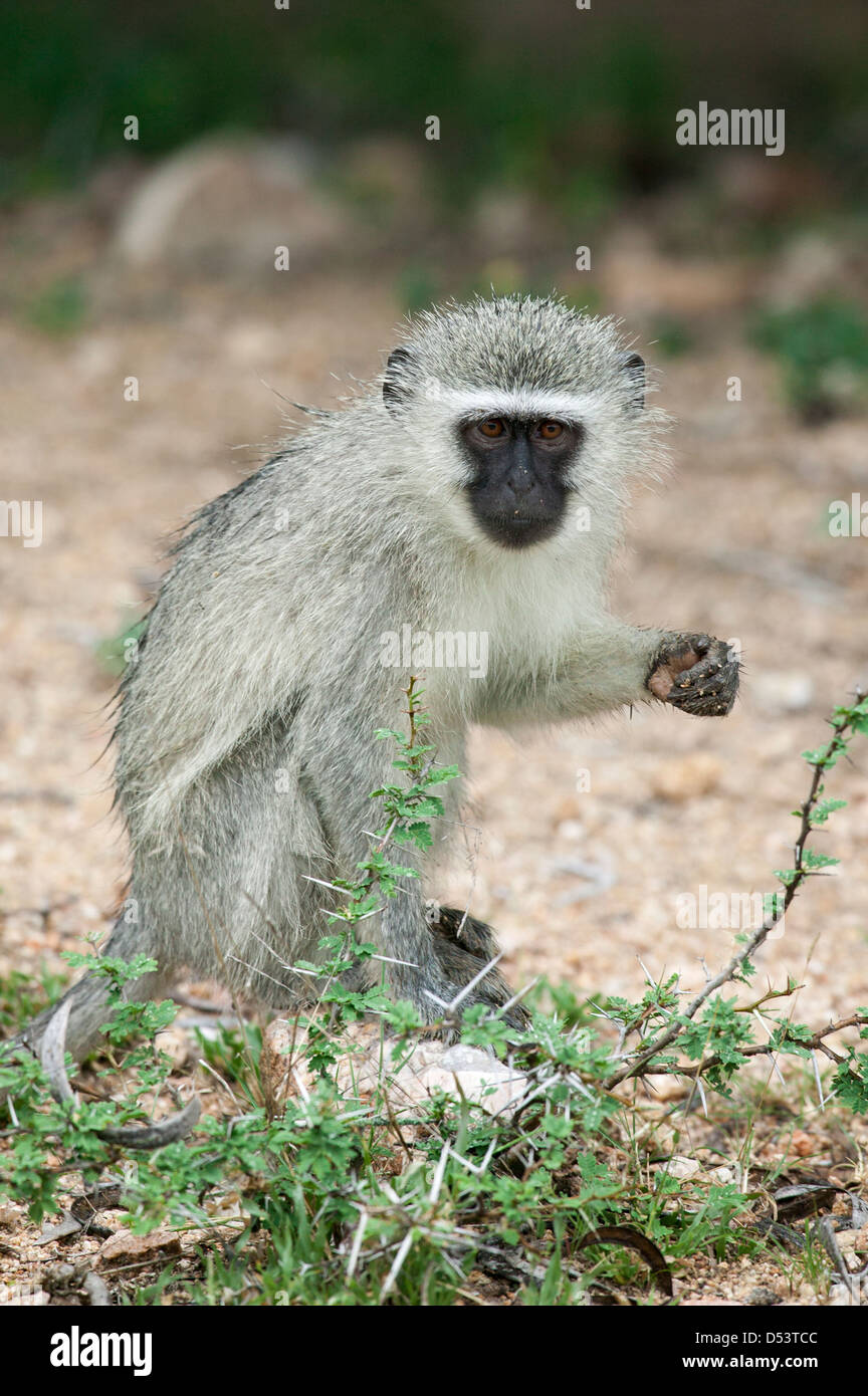 Ritratto di una scimmia vervet Chlorocebus pygerythrus seduta guardando nella telecamera Foto Stock