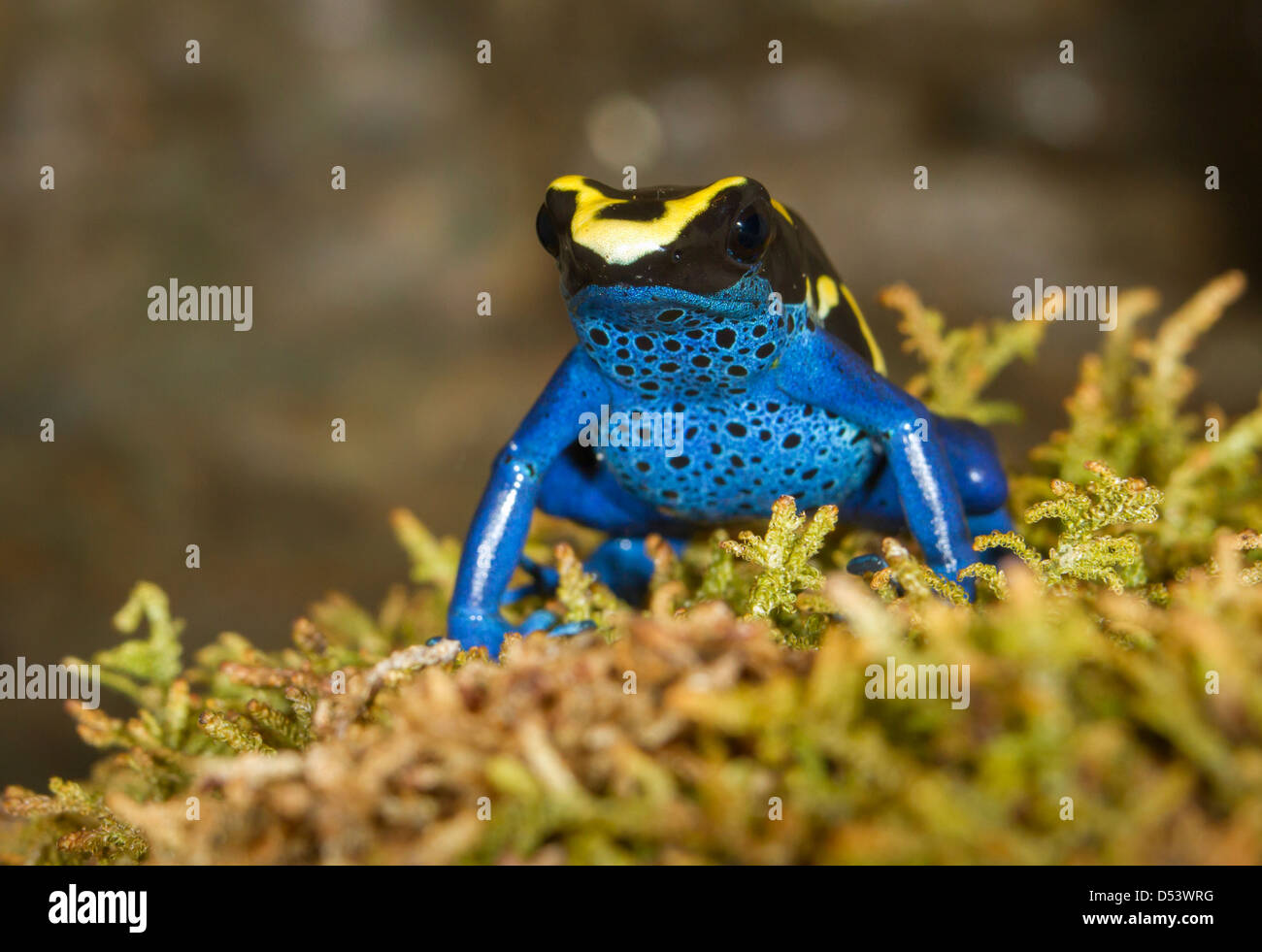 Tintura di veleno dart (rana Dendrobates tinctorius). Foto Stock