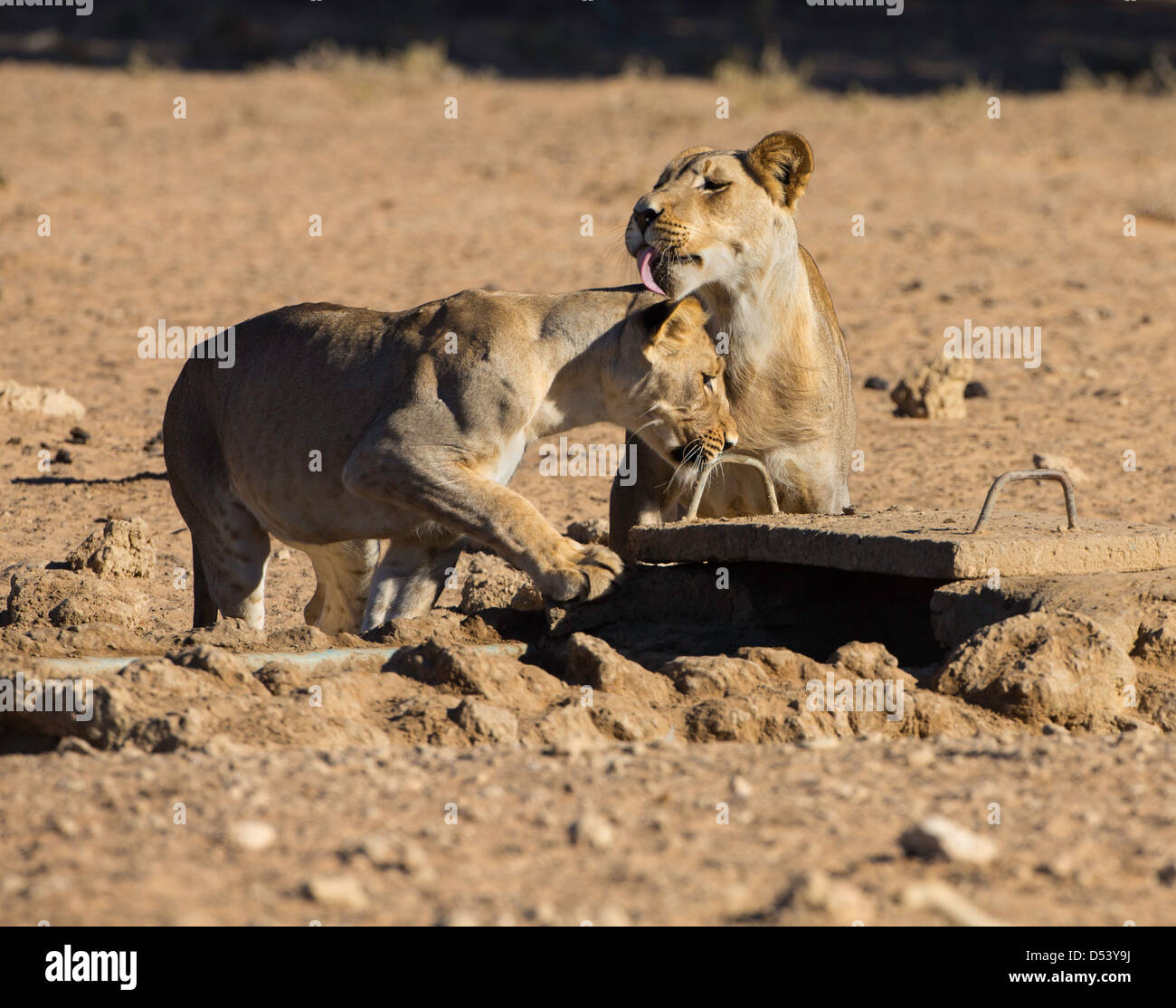 I Lions al waterhole Foto Stock