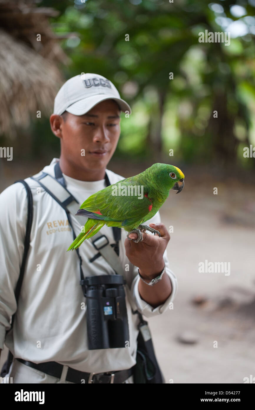 Giallo-incoronato Amazon Parrot Amazona o. ochrocephala Pet bird. Foto Stock