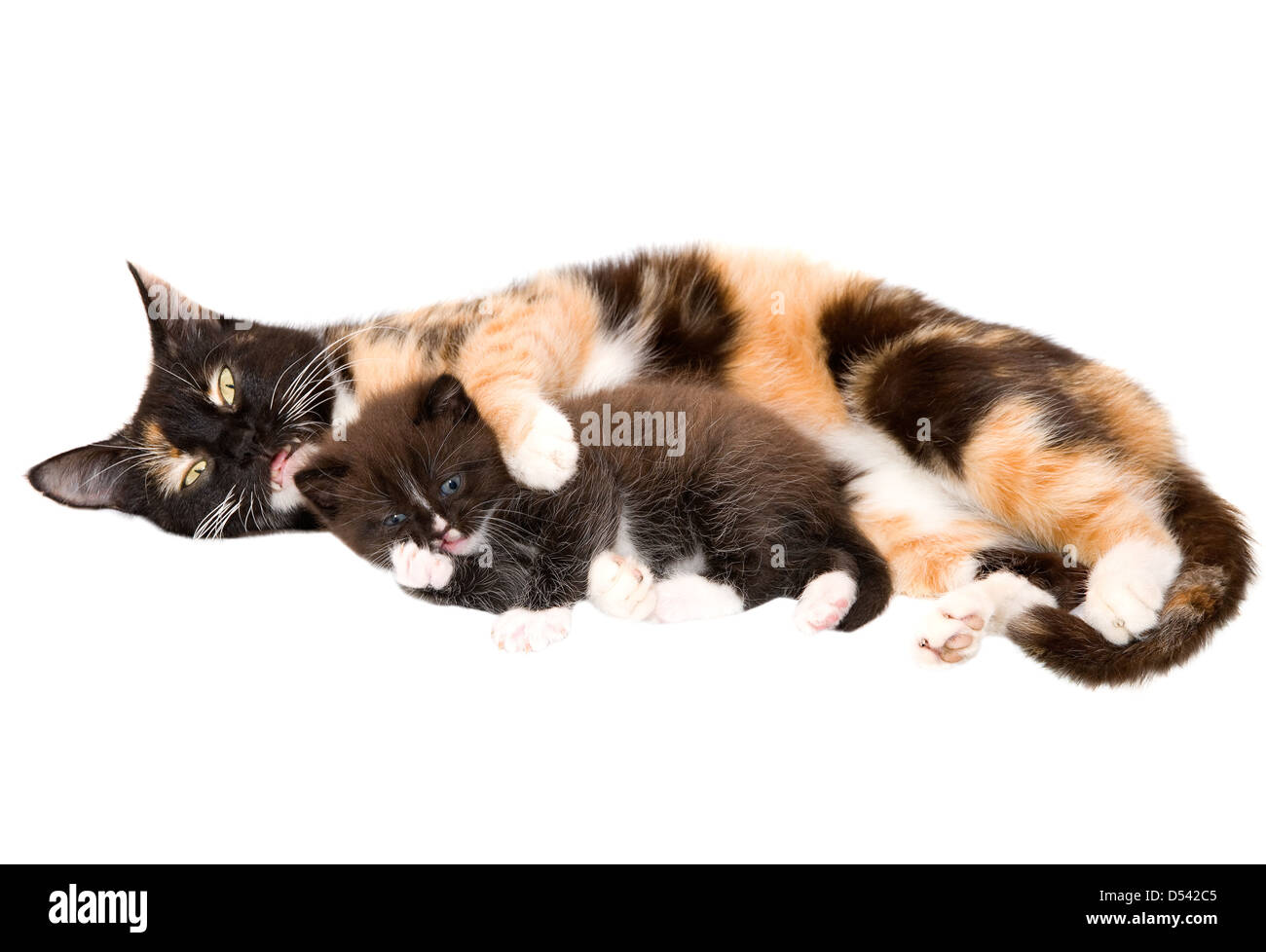 Gatto con un gattino sullo sfondo bianco Foto Stock