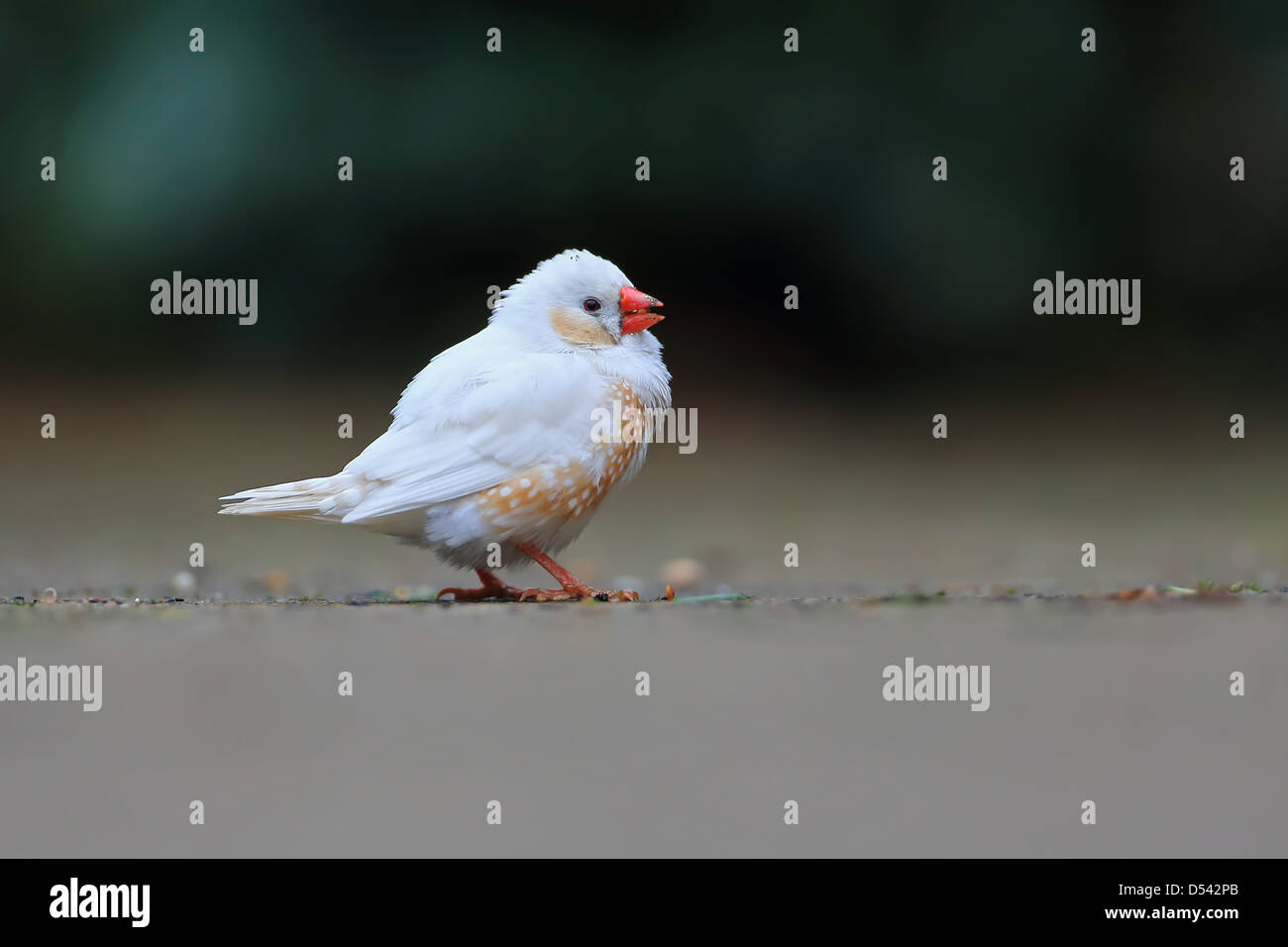 Zebra Finch (Taeniopygia guttata precedentemente Poephila guttata) Foto Stock