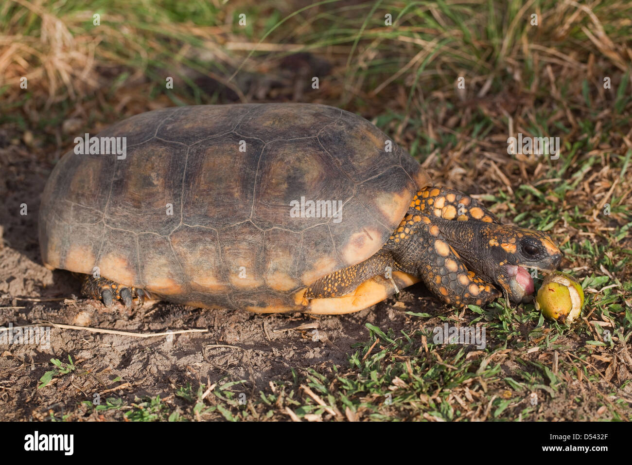 Giallo-footed Chelonoides tartaruga (Geochelone denticulata). Adulto. Per raggiungere la frutta caduta. La Guyana. Foto Stock