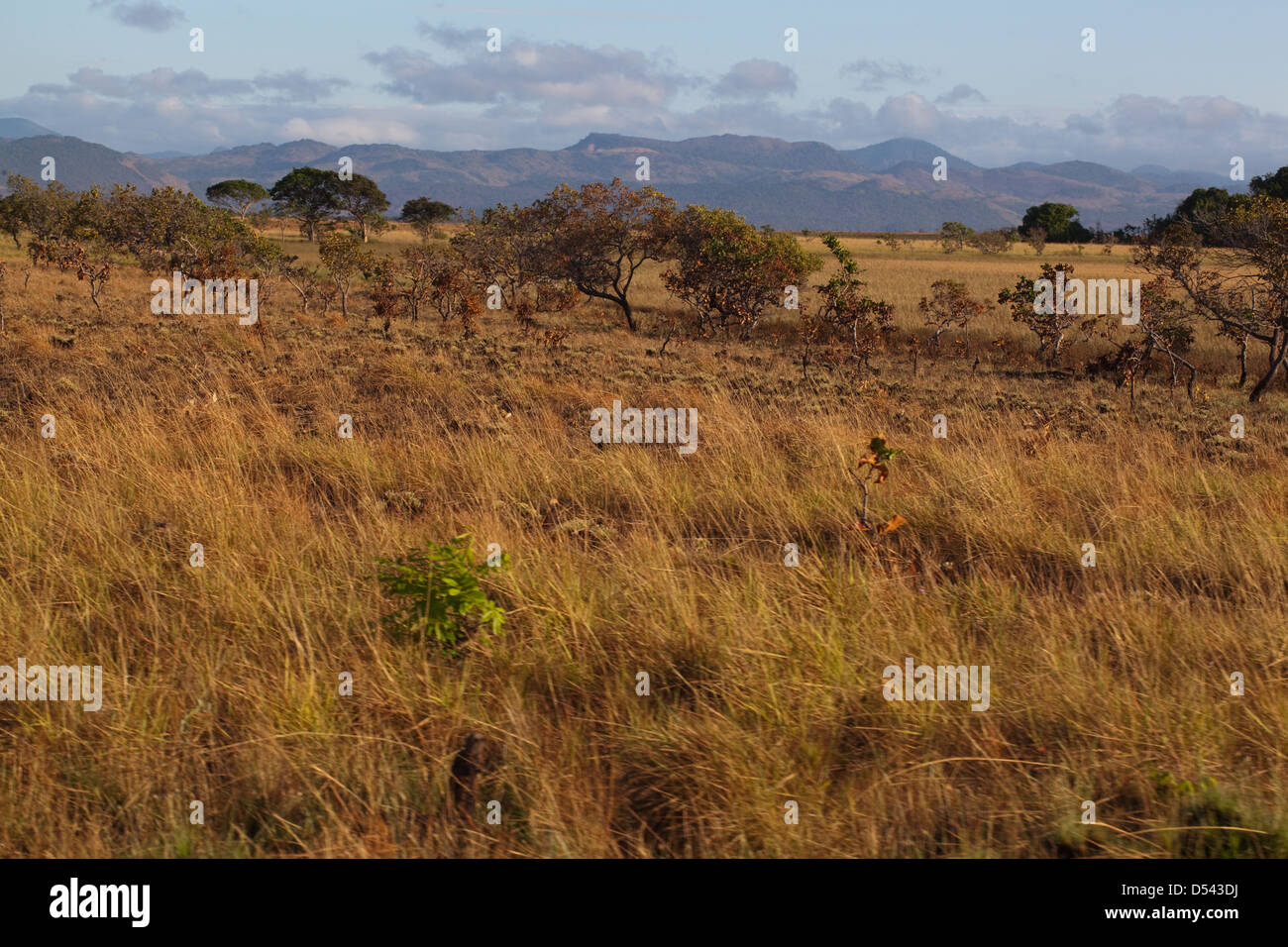 Praterie di savana, con montagne Kanuku. Rupununi. Novembre. La Guyana. Sud America. Foto Stock