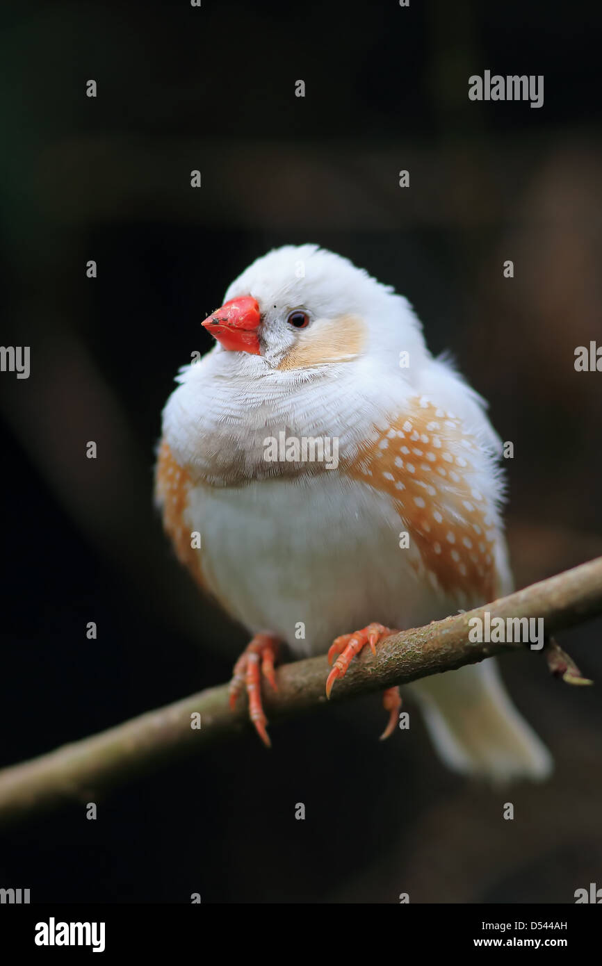 Zebra Finch (Taeniopygia guttata precedentemente Poephila guttata) Foto Stock