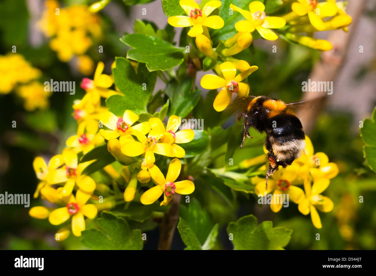 Bumble Bee in volo con luminosi fiori gialli Foto Stock