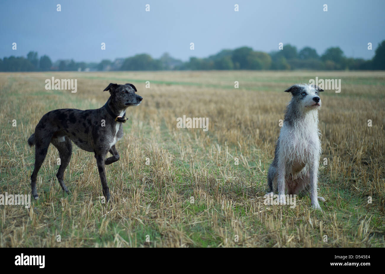 Lurcher cani, Buckden, Cambridgeshire, Inghilterra Ottobre 2012. Due attenti Lurcher cani (Marley & Ruby) in un cornfield inglese Foto Stock