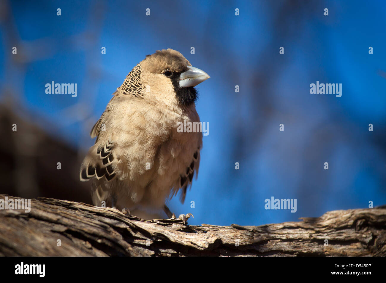 Ritratto di un tessitore socievole uccello in un momento contemplativo contro un azzurro sfondo sfocato. Foto Stock