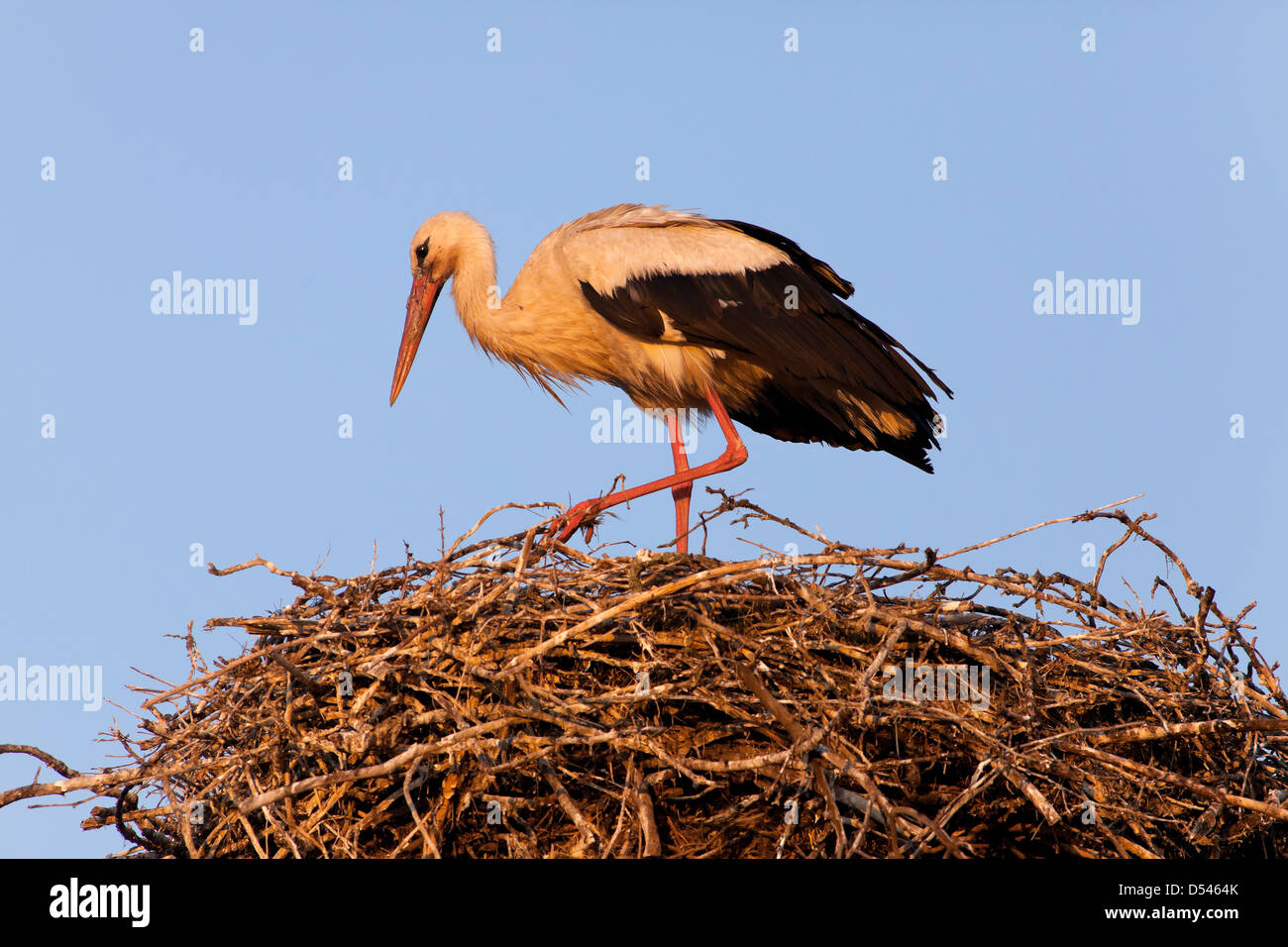 Rühstädt, Germania, Cicogna nel suo nido nella luce del mattino Foto Stock