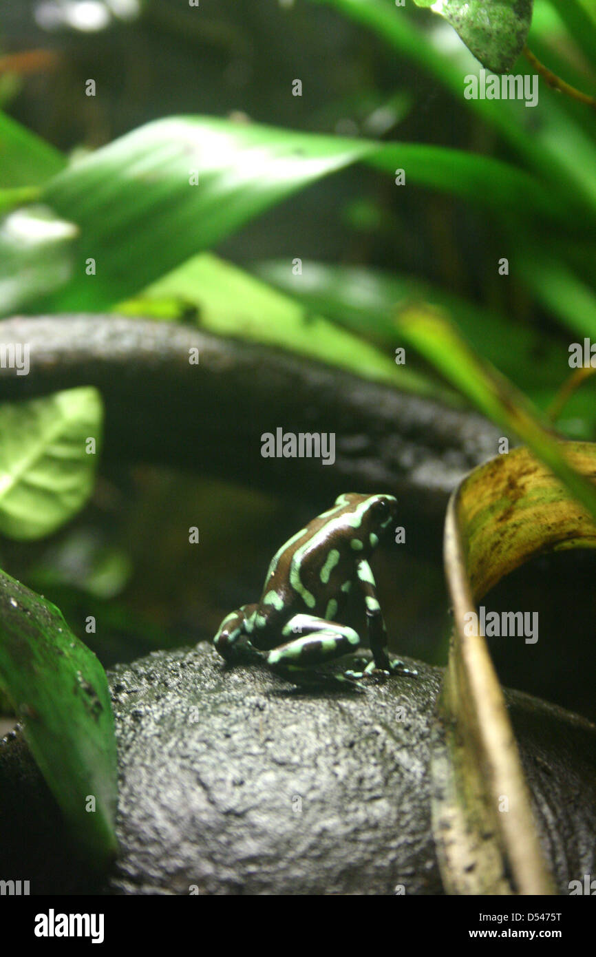 Verde e nero Poison Dart Frog Foto Stock