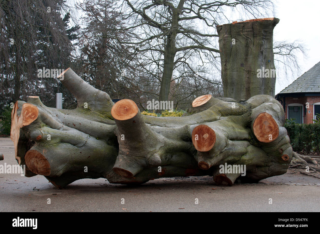 Abbattuto grande faggio, Jephson Gardens, Leamington Spa, Regno Unito Foto Stock